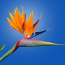 Bird Of Paradise Wallpaper HD APK