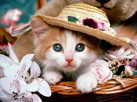 Cute Cat Wallpaper HD Affiche