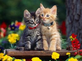 Cute Cat Wallpaper HD capture d'écran 1