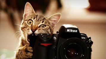 Cute Cat Wallpaper HD capture d'écran 2