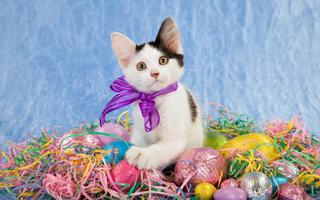 Cute Cat Wallpaper HD capture d'écran 3