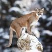 Cougar Wallpaper HD