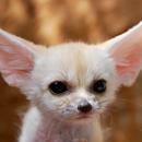Fennec Fox Wallpaper HD APK