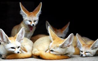 1 Schermata Fennec Fox Wallpaper HD