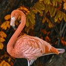 Flamingos Wallpaper HD APK