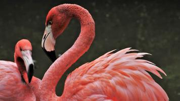Flamingos Wallpaper HD plakat