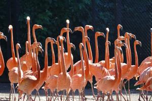 Flamingos Wallpaper HD screenshot 1