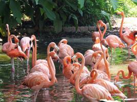 Flamingos Wallpaper HD screenshot 2