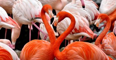 Flamingos Wallpaper HD screenshot 3