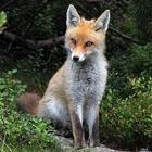 Fox Wallpaper HD иконка