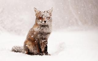 Fox Wallpaper HD постер