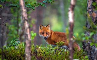 Fox Wallpaper HD скриншот 1