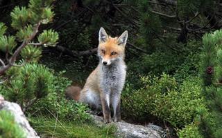 Fox Wallpaper HD скриншот 2