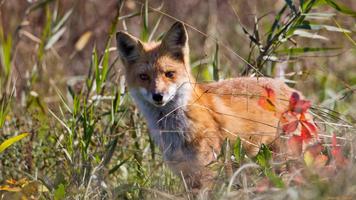 Fox Wallpaper HD скриншот 3