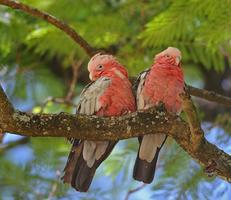 Galah Bird Wallpaper HD скриншот 2
