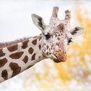 Giraffe Wallpaper HD - collect APK