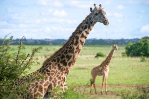 Giraffe Wallpaper HD - collect poster