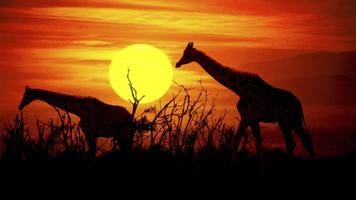 Giraffe Wallpaper HD - collect screenshot 1