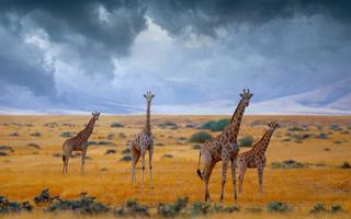 Giraffe Wallpaper HD - collect screenshot 2
