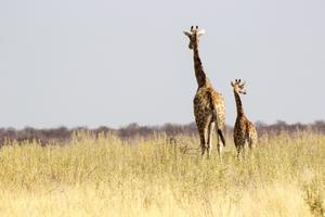 Giraffe Wallpaper HD - collect screenshot 3