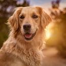 Golden Retriever Wallpaper HD APK