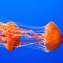 APK Jellyfish Wallpaper HD