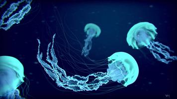 Jellyfish Wallpaper HD penulis hantaran