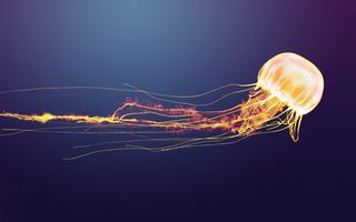 Jellyfish Wallpaper HD syot layar 1