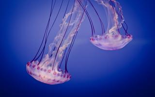 Jellyfish Wallpaper HD syot layar 2
