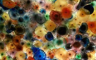 Jellyfish Wallpaper HD syot layar 3