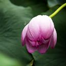 Lotus Flower Wallpaper HD APK