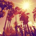 Palm Tree Wallpaper HD - colle icono