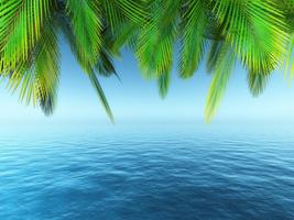 Palm Tree Wallpaper HD - colle captura de pantalla 3