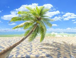 Palm Tree Wallpaper HD - colle Poster