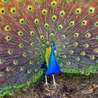 Peacock Wallpaper HD - group 1 圖標