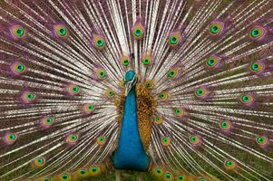 Peacock Wallpaper HD - group 1 海報