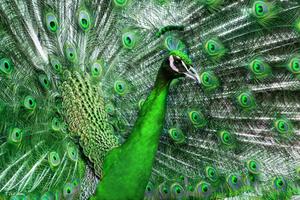 Peacock Wallpaper HD - group 1 截圖 1