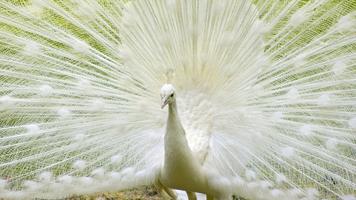 Peacock Wallpaper HD - group 1 截圖 2