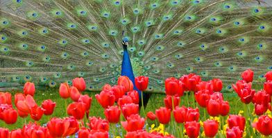 Peacock Wallpaper HD - group 1 截圖 3