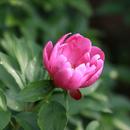 Peony Flower Wallpaper HD APK