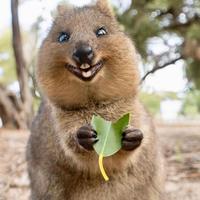 Quokka Wallpaper HD पोस्टर