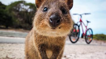 Quokka Wallpaper HD स्क्रीनशॉट 1
