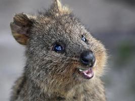 Quokka Wallpaper HD स्क्रीनशॉट 2