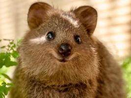 Quokka Wallpaper HD स्क्रीनशॉट 3