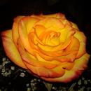 APK Rose Wallpaper HD