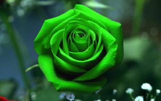Rose Wallpaper HD 포스터