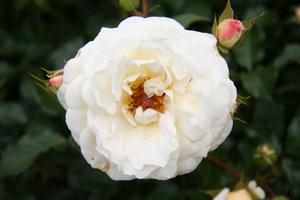 Rose Wallpaper HD 스크린샷 1