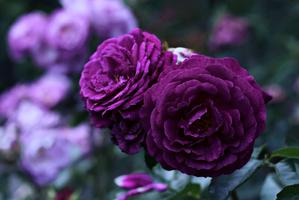 Rose Wallpaper HD 스크린샷 2