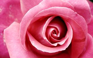 Rose Wallpaper HD 스크린샷 3