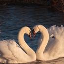 Swan Wallpaper HD APK